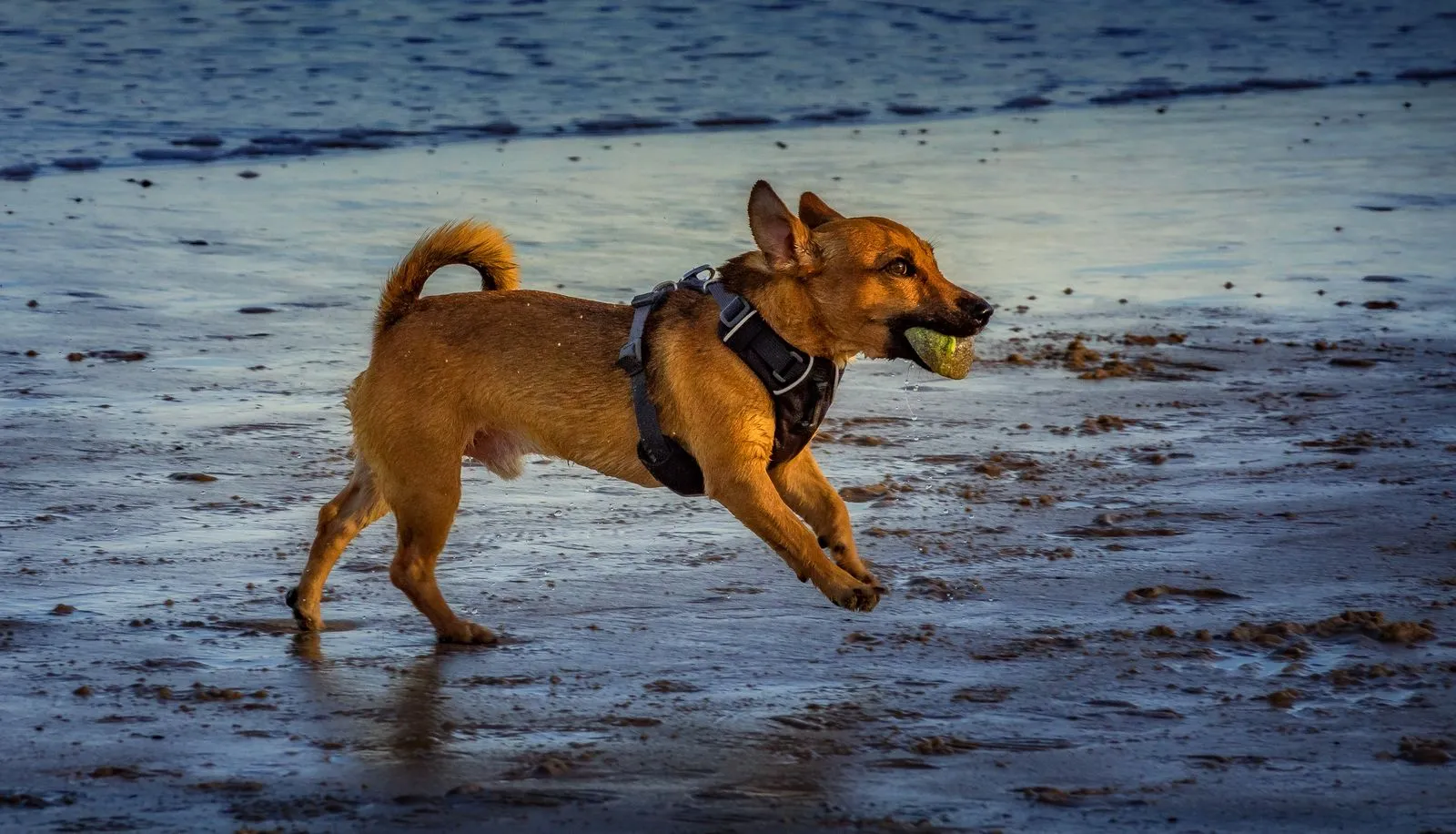 Cane con la pettorina che corre sulla battigia con la pallina in bocca
